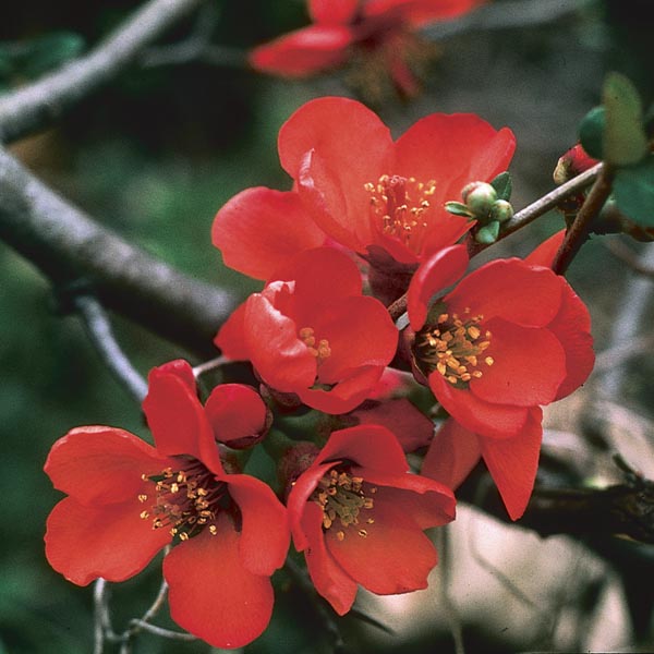 Japanese Quince (Chaenomeles japonica) My Garden Life