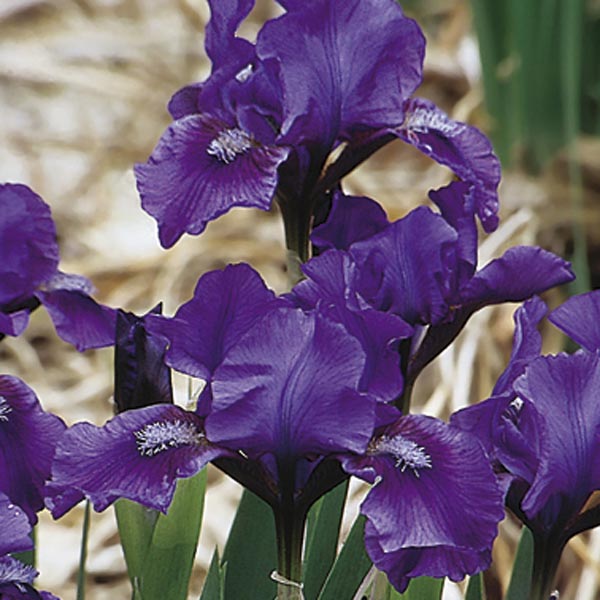 Miniature Iris (Iris pumila) My Garden Life