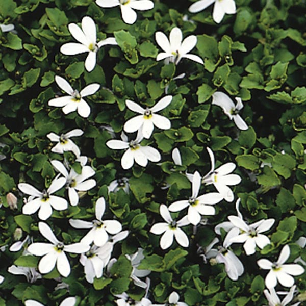 White Star Creeper, Blue Star Creeper (Pratia angulata) My Garden Life