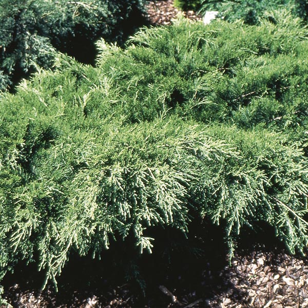 Chinese Juniper Mint Julep® (Juniperus chinensis) My Garden Life