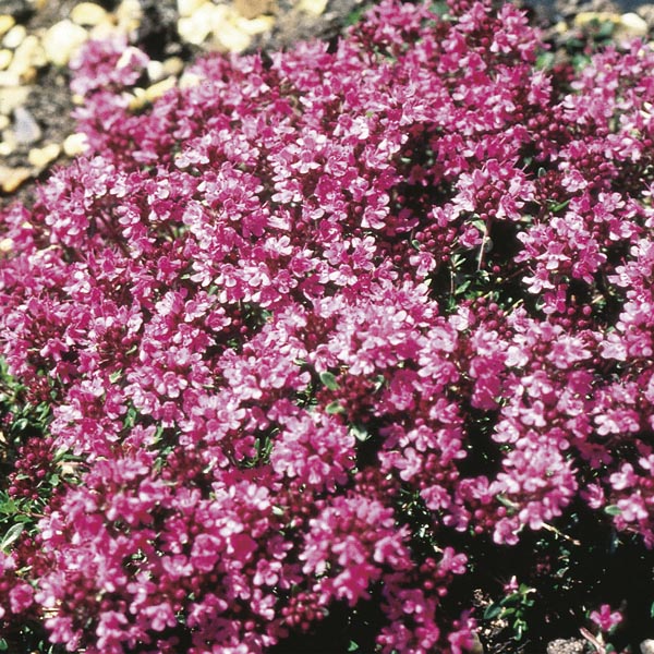 Red Creeping Thyme 'Coccineus' (Thymus praecox) My Garden Life