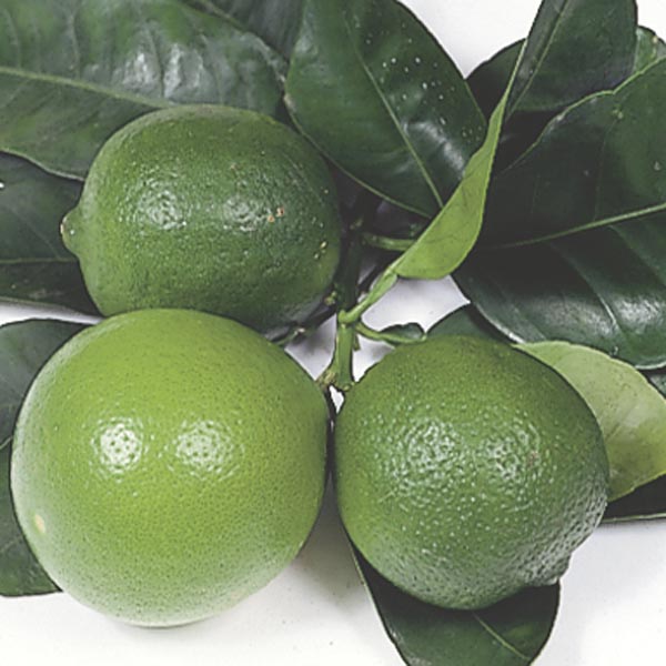 Lime, Mexican Lime (Citrus aurantifolia) My Garden Life