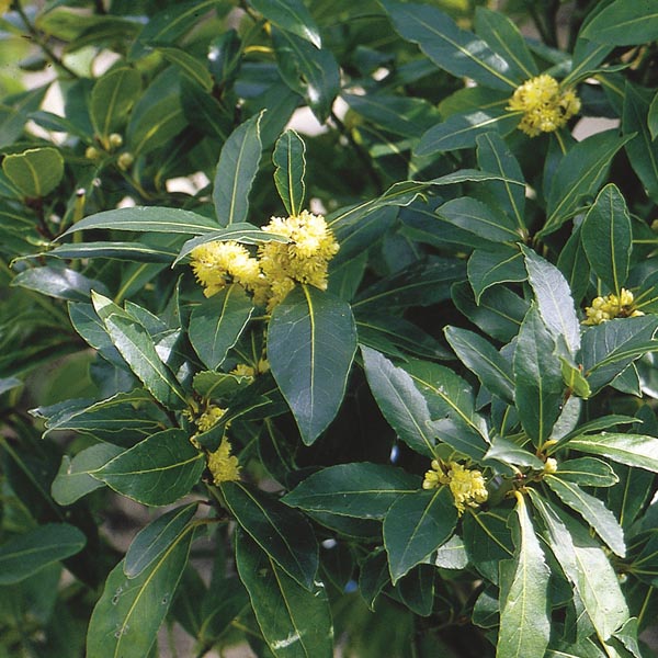 Laurel, Sweet Bay (Laurus nobilis) My Garden Life