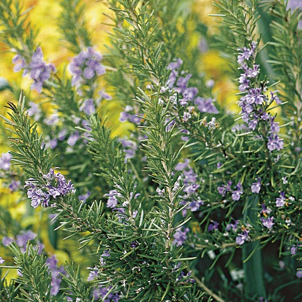 Rosemary 'Tuscan Blue' (Rosmarinus officinalis) My Garden Life