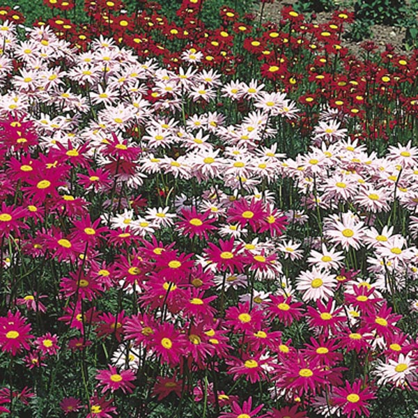 Painted Daisy, Pyrethrum (Tanacetum coccineum) My Garden Life