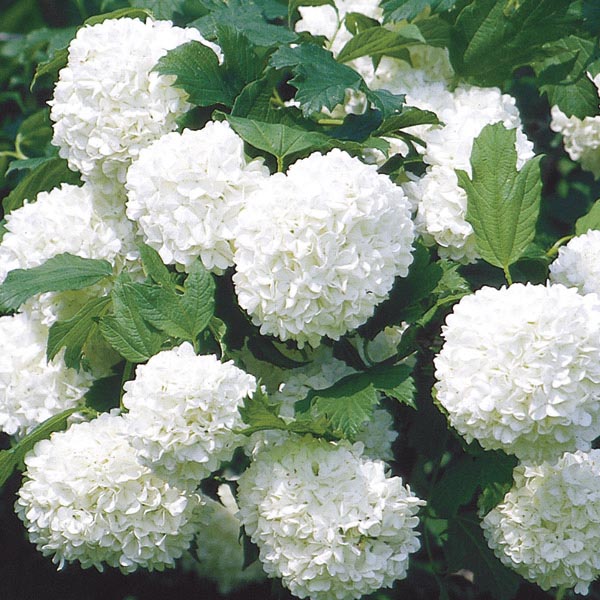 Eastern Snowball 'Sterile' (Viburnum opulus) My Garden Life