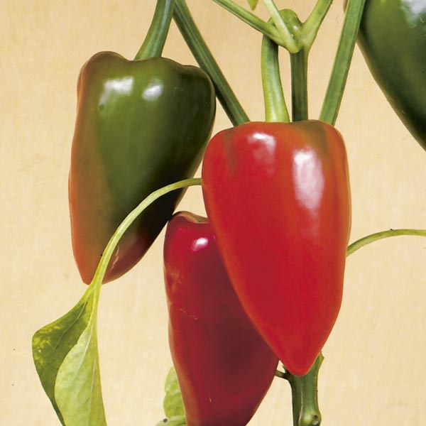 Sweet Pepper 'Pimento' (Capsicum annuum) My Garden Life