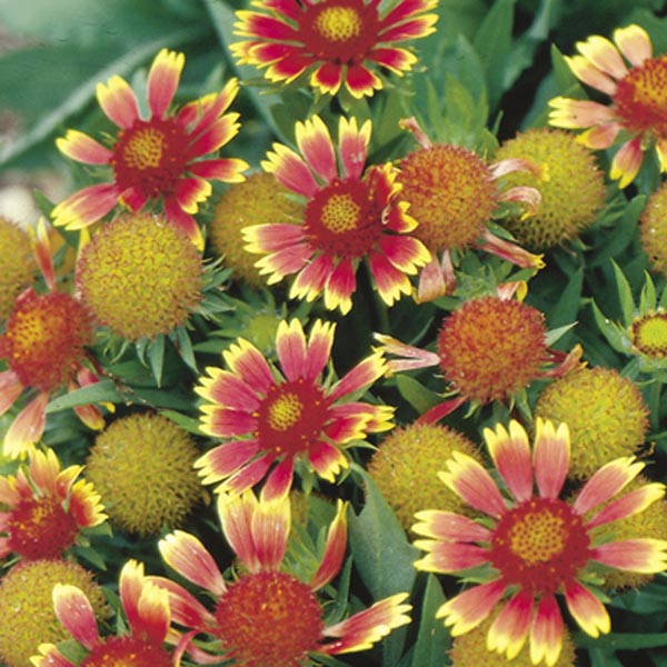 Blanket Flower, Indian Blanket (Gaillardia x grandiflora) My Garden Life