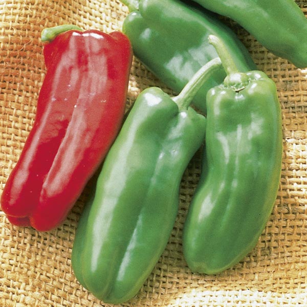 Sweet Pepper 'Giant Marconi' (Capsicum annuum) My Garden Life