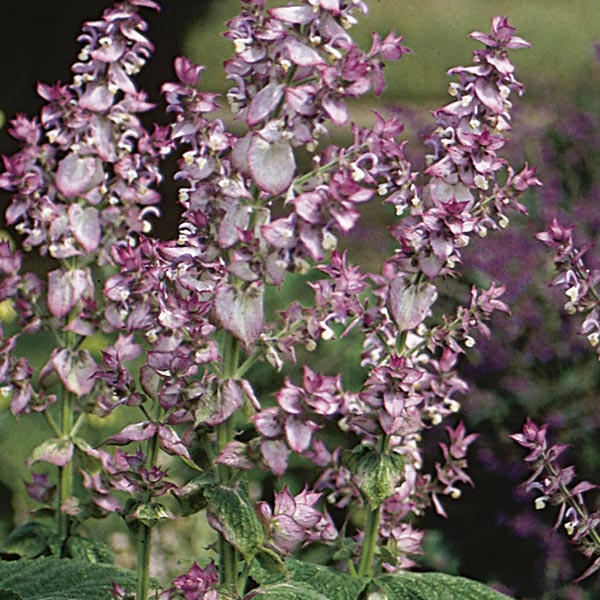 Clary Sage (Salvia sclarea) My Garden Life