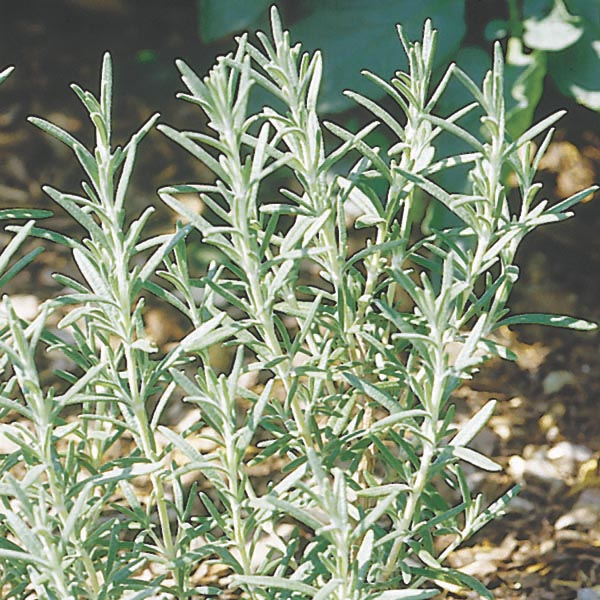 Upright Rosemary 'Arp' (Rosmarinus officinalis) My Garden Life