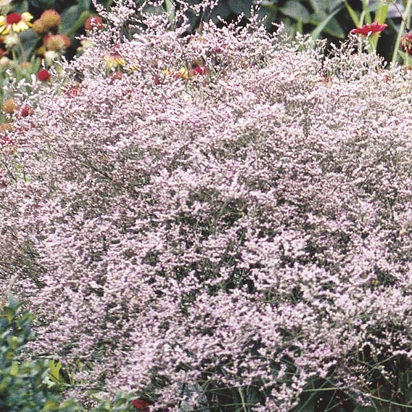 German Statice (Limonium tataricum) My Garden Life