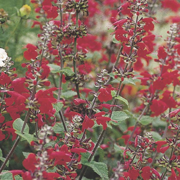 Scarlet Sage, Texas Sage, Tropical Sage (Salvia coccinea) My Garden Life
