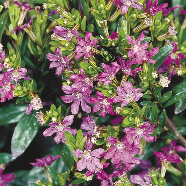 False Heather, Mexican Heather (Cuphea hyssopifolia) My Garden Life