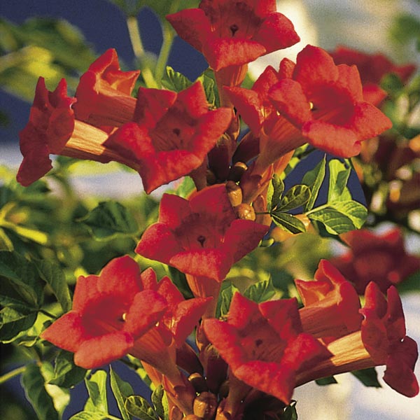 Trumpet Vine (Campsis radicans) My Garden Life