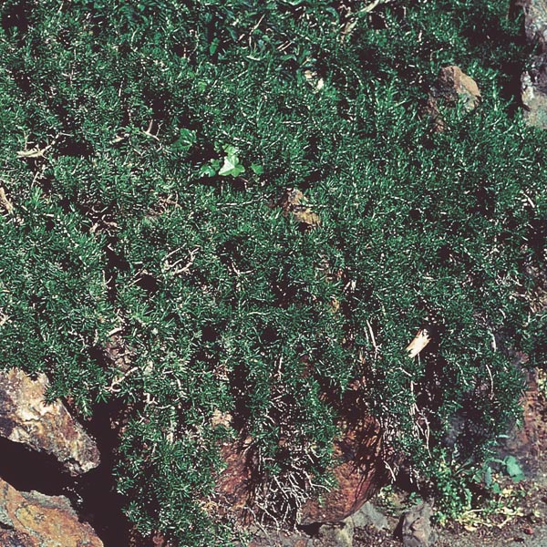 Creeping Rosemary 'Prostratus' (Rosmarinus officinalis) My Garden Life