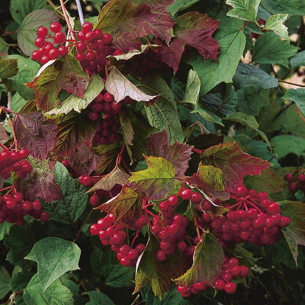 Highbush Cranberry (Viburnum trilobum) My Garden Life