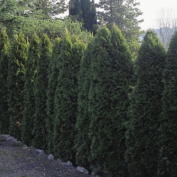 Pyramidal Cedar 'Pyramidalis' (Thuja occidentalis) My Garden Life