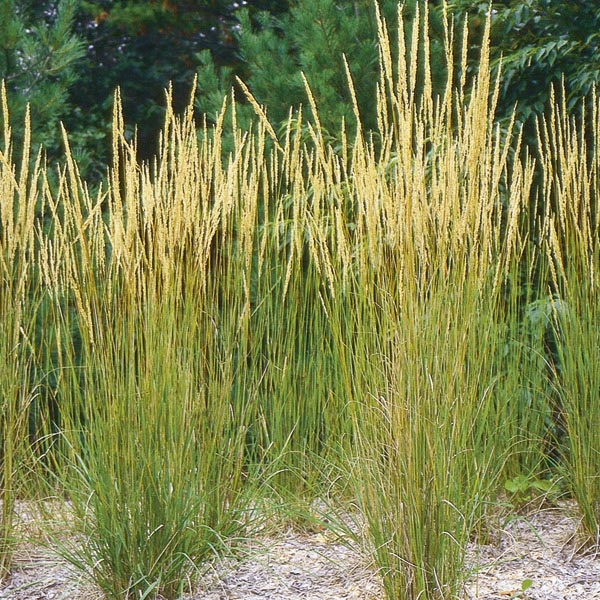 Narrowleaved Reed Grass (Calamagrostis stricta) My Garden Life