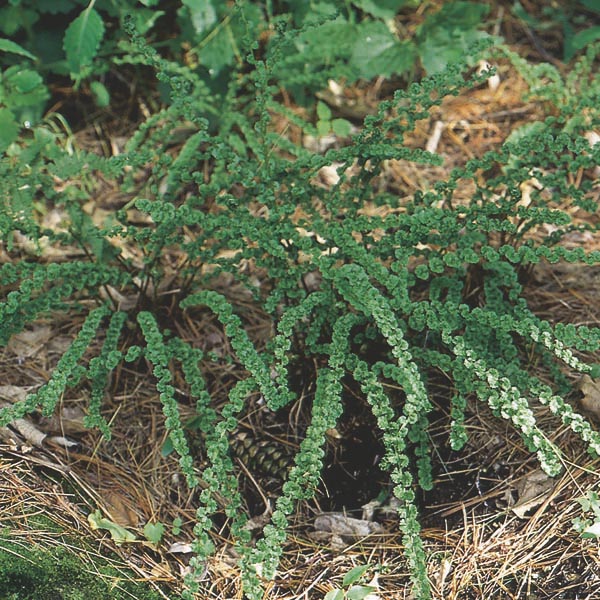 Tatting Fern 'Frizelliae' (Athyrium species) My Garden Life
