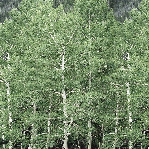 Quaking Aspen (Populus tremuloides) My Garden Life
