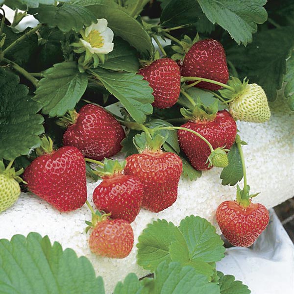 Everbearing Strawberry (Fragaria x ananassa) My Garden Life