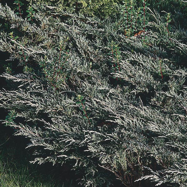 Creeping Juniper 'Hughes' (Juniperus horizontalis) My Garden Life