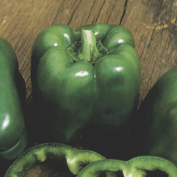 Bell Pepper 'Lady Bell' (Capsicum annuum) My Garden Life