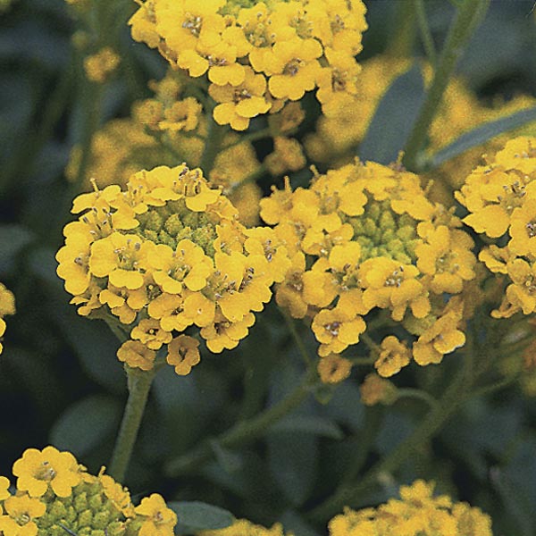 Alpine Alyssum, Madwort (Alyssum wulfenianum) My Garden Life