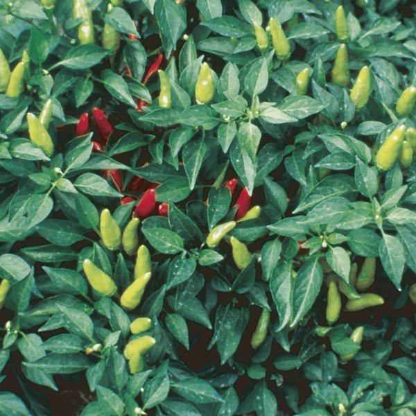 Chili Pepper 'Super Chili' (Capsicum annuum) My Garden Life