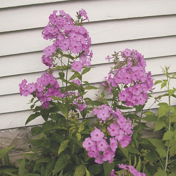 Meadow Phlox, Wild Sweet William (Phlox maculata) My Garden Life