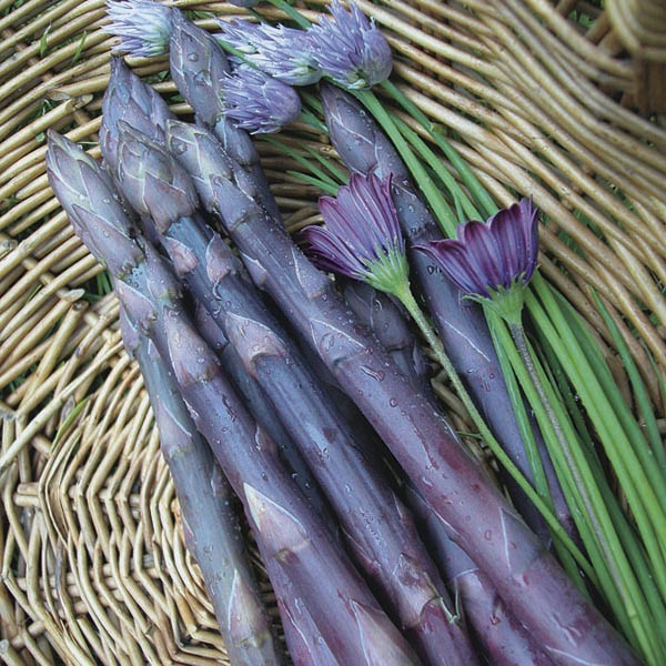 Asparagus 'Purple Passion' (Asparagus officinalis) My Garden Life