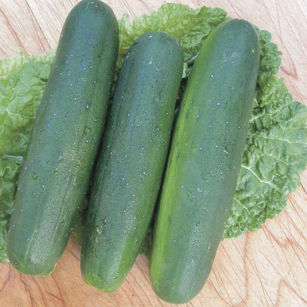 Cucumber 'Straight Eight' (Cucumis sativus) My Garden Life