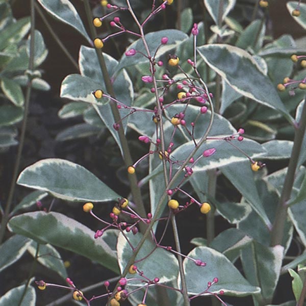 Talinum, Fame Flower, Jewels of Opar (Talinum paniculatum) My Garden Life