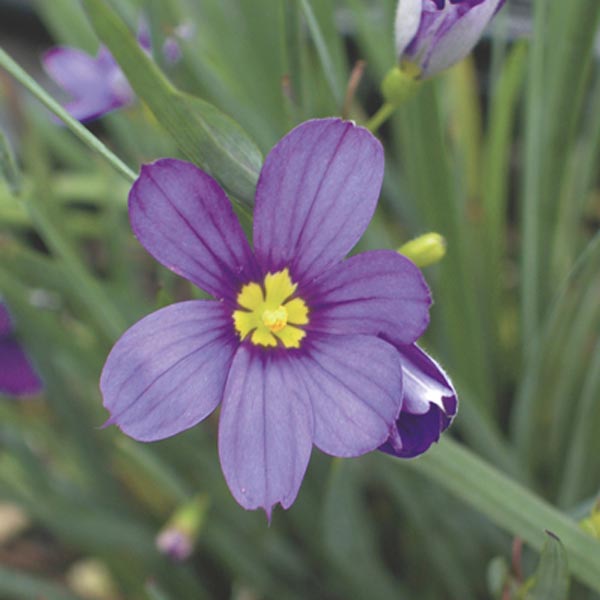 BlueEyed Grass (Sisyrinchium bermudiana) My Garden Life