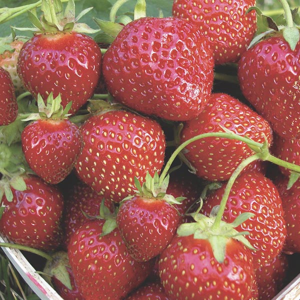 Strawberry (Fragaria Hybrid) My Garden Life
