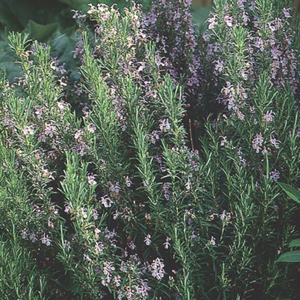 Upright Rosemary (Rosmarinus officinalis) My Garden Life