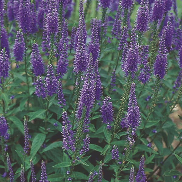 Longleaf Speedwell (Veronica longifolia) My Garden Life