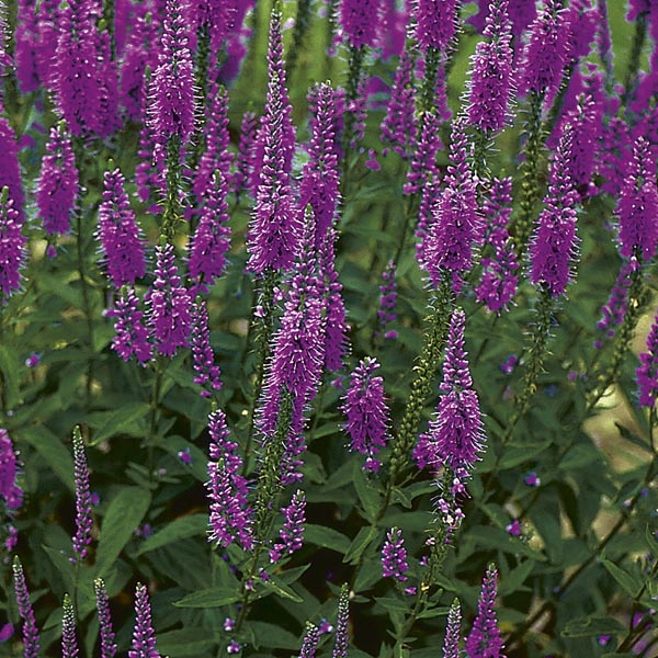 Veronica Hybird 'Eveline' (Veronica hybrid) My Garden Life