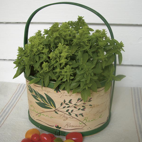 Bush Basil 'Spicy Globe' (Ocimum basilicum) My Garden Life