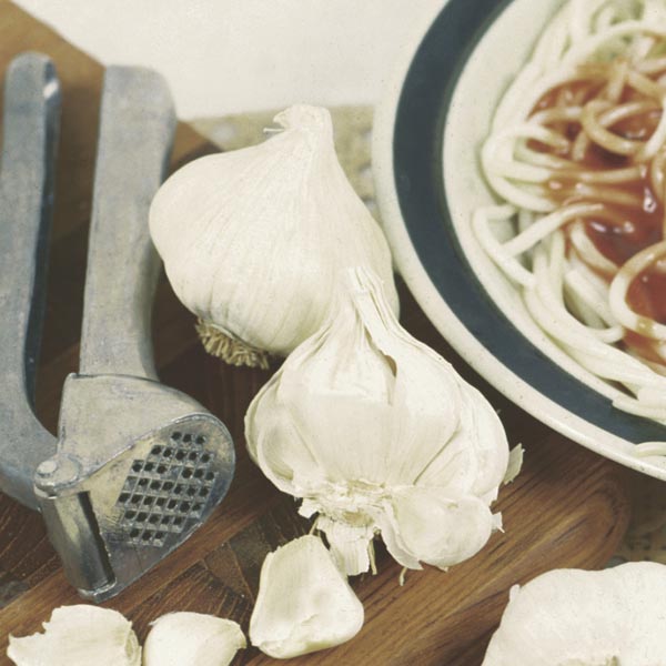 California Garlic (Allium sativum) My Garden Life