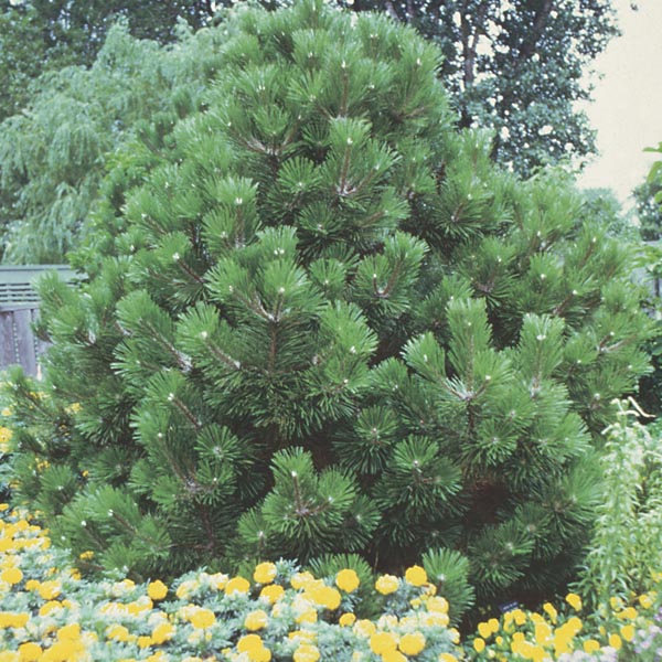 Austrian Pine, European Black Pine (Pinus nigra) My Garden Life