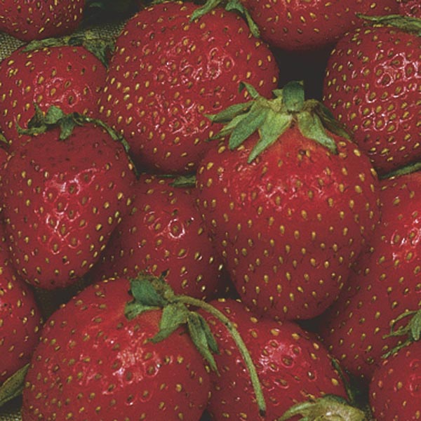 Strawberry 'Sequoia' (Fragaria Hybrid) My Garden Life