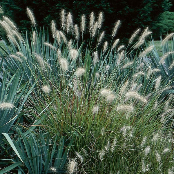 Dwarf Fountain Grass 'Hameln' (Pennisetum alopecuroides) My Garden Life
