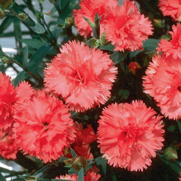 Hardy Carnation Garden Spice® Series (Dianthus caryophyllus) My