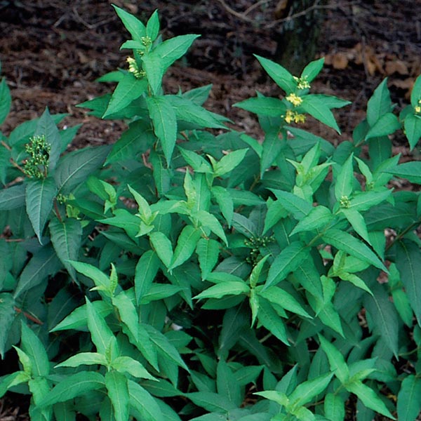 Southern Bush Honeysuckle 'Butterfly' (Diervilla lonicera) My Garden Life
