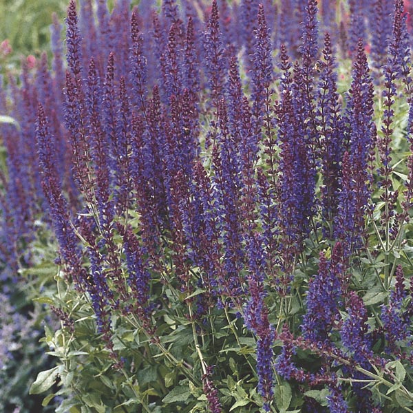 Meadow Sage, Violet Sage, Perennial Sage (Salvia x sylvestris) My