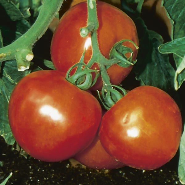 Tomato 'Celebrity' (Lycopersicon Hybrid) My Garden Life