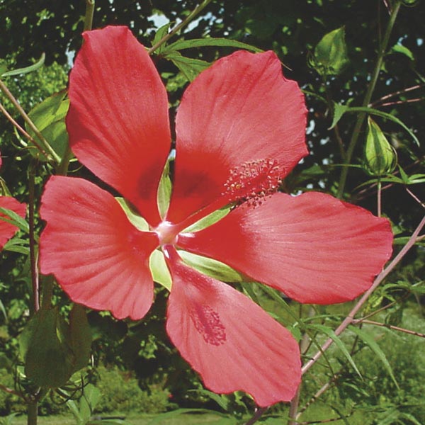 Rose Mallow (Hibiscus coccineus) My Garden Life