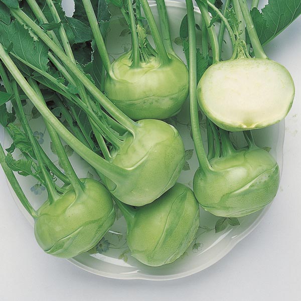 Kohlrabi 'Grand Duke' (Brassica Hybrid) My Garden Life